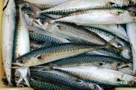OYA OYA / Horse mackerel / Mackerel