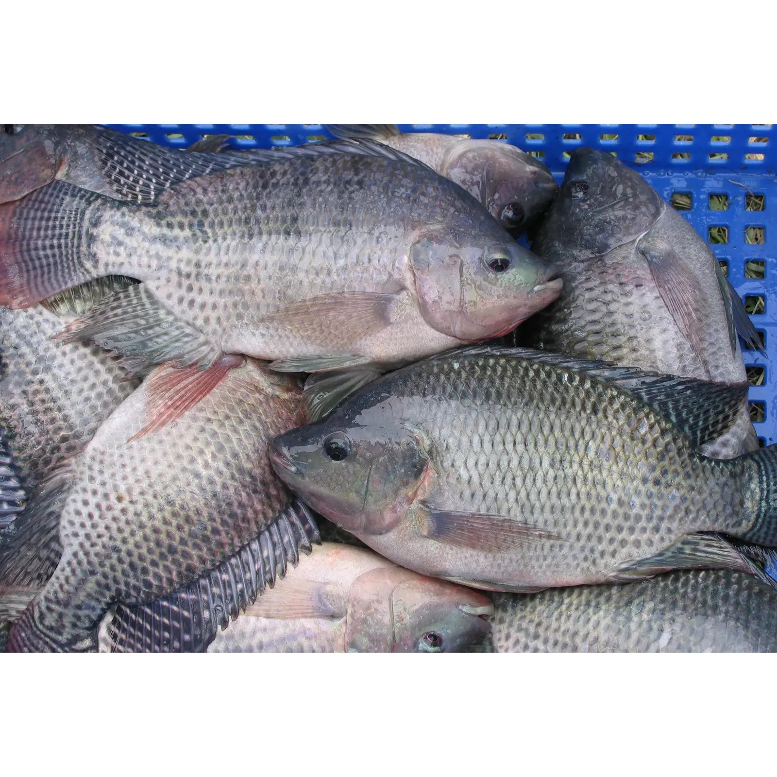 Tilapia Entier - Distribution LovAf