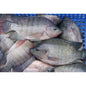Tilapia Entier - Distribution LovAf